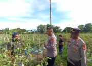 Kapolres Bima Panen Raya Tomat di Desa Nggembe dan Bagikan Puluhan Kg Tomat Kepada Warga Sekitar