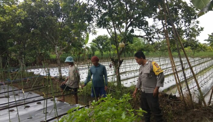 Polsek Kediri Aktif Dampingi Petani Wujudkan Kemandirian Pangan