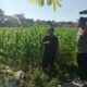 Motivasi Petani, Polisi di Gerung Sambangi Lahan Jagung Warga Binaan
