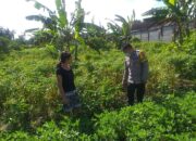 Pemanfaatan Pekarangan Rumah Didorong untuk Ketahanan Pangan di NTB