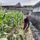 Warga Labuapi Diajak Manfaatkan Lahan Kosong untuk Tanaman Pangan