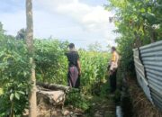 Jagung Bonanza dan Peran Polri dalam Ketahanan Pangan