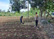 DDS Polsek Sekotong Dorong Pemanfaatan Lahan Pertanian Warga