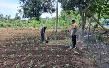DDS Polsek Sekotong Dorong Pemanfaatan Lahan Pertanian Warga