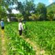 Jagung di Sawah Irigasi: Inisiatif Petani Batu Putih dan Polisi
