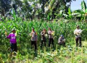 Kolaborasi TNI-Polri dan Petani, Panen Raya Jagung Sukses Digelar di Kuripan