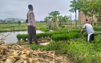Polri Pantau Langsung Tanam Padi di Desa Lelede, Lombok Barat