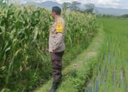 Bhabinkamtibmas Polsek Gerung Aktif Dampingi Petani Desa Beleka