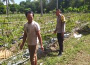 Bhabinkamtibmas Batu Putih Dukung Petani Cabai di Sekotong