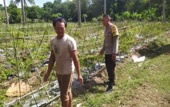 Bhabinkamtibmas Batu Putih Dukung Petani Cabai di Sekotong