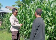 Polsek Lembar Dampingi Petani Jagung di Gunung Gundil