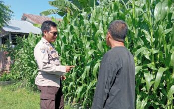 Polsek Lembar Dampingi Petani Jagung di Gunung Gundil