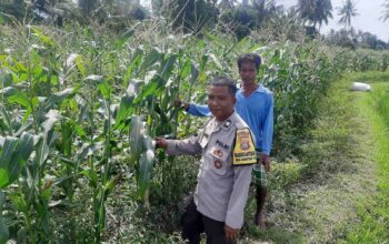 Polri Aktif di Sawah: Ketahanan Pangan Jadi Fokus Bhabinkamtibmas Kediri