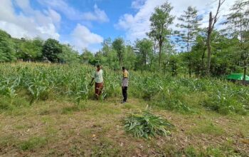 Bhabinkamtibmas Pelangan Dorong Ketahanan Pangan dari Pekarangan Warga Sekotong