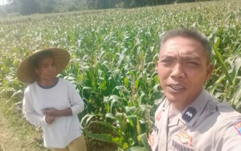 Dukungan Polri di Eyat Mayang, Petani Jagung Tak Sendiri