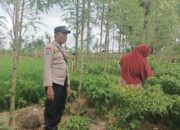 Ketahanan Pangan Dimulai dari Desa, Bhabinkamtibmas Dampingi Petani Cabai di Kediri Lombok Barat