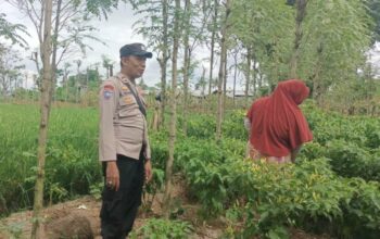 Dari Ombe Baru untuk Indonesia Emas 2045: Panen Cabai dan Pesan Ketahanan Pangan