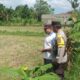Pekarangan Produktif: Inisiatif Ketahanan Pangan di Dusun Dawung
