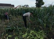 Peran Aktif Bhabinkamtibmas Labuapi dalam Meningkatkan Produktivitas Pertanian