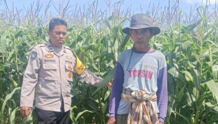 Jagung Siap Panen, Polisi Aktif Kawal Ketahanan Pangan di Desa Beleka