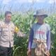 Jagung Siap Panen, Polisi Aktif Kawal Ketahanan Pangan di Desa Beleka