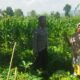 Ketahanan Pangan Berbasis Desa: Polri Gandeng Petani Kediri Lombok Barat