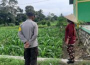 Bhabinkamtibmas Montong Are Dukung Ketahanan Pangan Lewat Pendampingan Petani