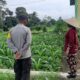 Bhabinkamtibmas Turun ke Lahan Jagung Wujudkan Ketahanan Pangan Desa Montong Are