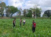 Panen Jagung di Dusun Berambang, Sekotong: Bukti Sinergi Polisi dan Petani
