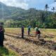 Polres Lombok Barat Dampingi Petani Jagung Desa Kebon Ayu untuk Ketahanan Pangan