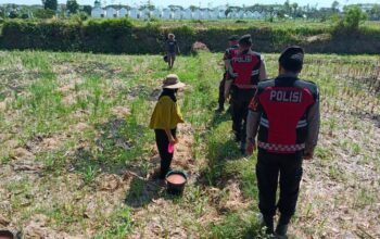 Polri Aktif di Lahan Jagung Desa Kuripan, Ketahanan Pangan Jadi Prioritas