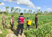 Polres Lombok Barat Dukung Petani Jagung di Desa Dasan Geres