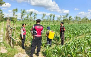 Polres Lombok Barat Dukung Petani Jagung di Desa Dasan Geres