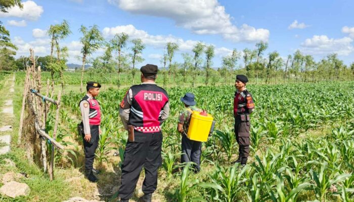 Sinergi Polres Lombok Barat dan Petani Desa Dasan Geres Wujudkan Swasembada Jagung