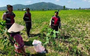 Patroli Samapta di Lahan Jagung Kuripan Jaga Produksi Pertanian