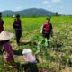 Patroli Samapta di Lahan Jagung Kuripan Jaga Produksi Pertanian