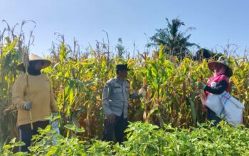 Sinergi Polisi dan Petani di Dusun Bila Tepung Hasilkan Panen Jagung Melimpah
