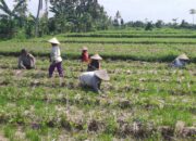 Polsek Kediri Gandeng Petani Montong Are Tingkatkan Produksi Pertanian