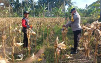 Panen Jagung di Dusun Lilin, Polsek Gerung Perkuat Sinergi dengan Petani