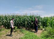 Polsek Kuripan Gandeng Warga Dusun Beremi Bangun Kemandirian Pangan