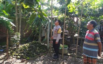 Sinergi Polri dan Warga Jagaraga: Lahan Kosong Disulap Jadi Sumber Pangan Keluarga