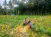 Polsek Lembar Dukung Ketahanan Pangan, Bhabinkamtibmas Eyat Mayang Dampingi Petani Jagung