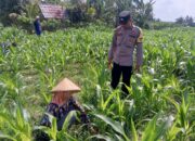 Sinergi Polisi dan Petani Bhabinkamtibmas Kuripan Galakkan Pemanfaatan Pekarangan Rumah