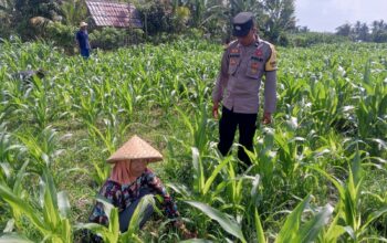 Sinergi Polisi dan Petani Bhabinkamtibmas Kuripan Galakkan Pemanfaatan Pekarangan Rumah