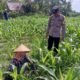 Dari Pekarangan Jadi Solusi: Bhabinkamtibmas Kuripan Bangun Gerakan Pangan Mandiri