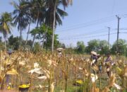 Sinergi Polisi dan Petani pada Panen Jagung Hibrida di Dusun Berambang, Lombok Barat