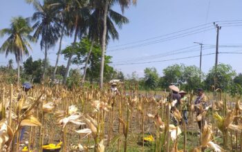 Sinergi Polisi dan Petani pada Panen Jagung Hibrida di Dusun Berambang, Lombok Barat