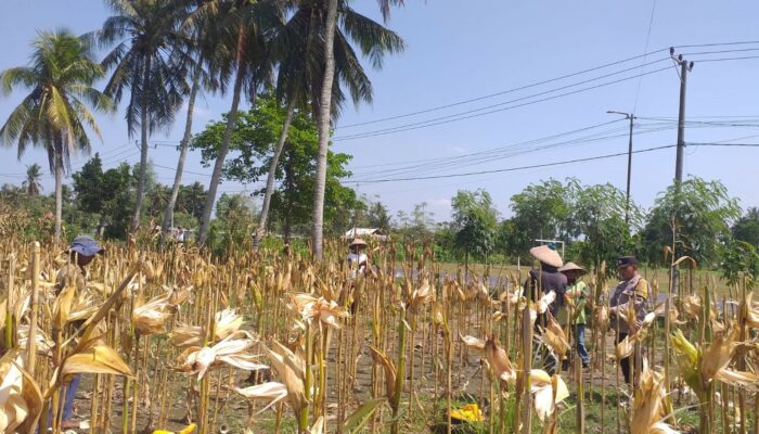 Polisi Hadir di Tengah Petani: Panen Jagung Hibrida di Kuripan Timur Berlangsung Kondusif