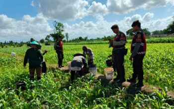 Patroli Ketahanan Pangan, Polres Lombok Barat Dampingi Petani Jagung di Desa Gerung