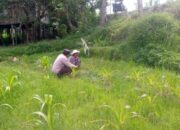 LOMBOK BARAT, NTB – Dalam upaya mewujudkan ketahanan pangan yang kuat di tingkat desa, Bhabinkamtibmas Desa Jagaraga, Aiptu I Gede Dodit, melaksanakan kunjungan silaturahmi ke Dusun Dasan Geres Pande, Kecamatan Kuripan, Lombok Barat. Kunjungan pada Minggu, 21 September 2025 ini bertujuan untuk mensosialisasikan pentingnya program ketahanan pangan kepada warga binaan, khususnya Bapak Nasri, dengan fokus pada pemanfaatan lahan produktif. Kegiatan yang dimulai pukul 11.00 WITA ini disambut baik oleh Bapak Nasri dan warga setempat. Aiptu Gede Dodit berinteraksi langsung dan memberikan edukasi tentang cara-cara efektif mengoptimalkan lahan yang mereka miliki, baik pekarangan rumah maupun lahan kosong, untuk ditanami tanaman pangan, beternak, atau budidaya perikanan. Inisiatif ini merupakan bagian dari komitmen Polri dalam mendukung program pemerintah untuk memperkuat fondasi ekonomi masyarakat, khususnya di sektor pertanian. Mendorong Produktivitas Lahan Melalui Tanaman Jagung Dalam kunjungannya, Aiptu Gede Dodit secara spesifik mengajak Bapak Nasri untuk menanam jagung di lahannya yang berlokasi di RT. 01 Dusun Dasan Geres Pande. Jagung dipilih karena merupakan salah satu komoditas pangan pokok yang memiliki nilai ekonomis tinggi dan relatif mudah dibudidayakan. Aiptu Gede Dodit menekankan bahwa pemanfaatan lahan untuk menanam jagung tidak hanya akan memenuhi kebutuhan pangan keluarga, tetapi juga dapat meningkatkan pendapatan jika hasilnya melimpah. “Kami datang ke sini untuk mengajak Bapak Nasri dan warga lainnya agar tidak menyia-nyiakan lahan yang ada. Dengan menanam jagung, misalnya, kita bisa berkontribusi langsung pada ketahanan pangan keluarga dan bahkan desa,” ujar Aiptu I Gede Dodit. Ia menambahkan bahwa upaya ini sejalan dengan program pemerintah pusat dalam menghadapi tantangan pangan global. Warga Antusias Dukung Program Ketahanan Pangan Respons positif datang dari warga binaan, Bapak Nasri, yang menyatakan kesiapannya untuk mendukung program ini. Menurutnya, inisiatif dari Bhabinkamtibmas ini sangat membantu masyarakat dalam melihat potensi lahan yang selama ini mungkin belum tergarap optimal. “Saya sangat berterima kasih atas kunjungan Bapak Bhabinkamtibmas. Kami siap mendukung program ini. Selama ini lahan memang ada, tapi kami belum tahu harus mulai dari mana. Dengan arahan ini, kami jadi lebih termotivasi,” ungkap Bapak Nasri. Ia berharap, kegiatan serupa dapat terus dilakukan untuk memberikan pendampingan dan motivasi kepada petani lainnya. Polisi Hadir untuk Masyarakat Kapolsek Kuripan, Ipda I Wayan Eka Ariyana, S.H., menjelaskan bahwa kegiatan yang dilakukan oleh Bhabinkamtibmas Aiptu I Gede Dodit merupakan wujud nyata dari peran Polri sebagai pengayom, pelindung, dan pelayan masyarakat. Ia menegaskan bahwa tugas polisi tidak hanya terbatas pada penegakan hukum, tetapi juga mencakup pembinaan masyarakat di berbagai sektor. “Kunjungan Bhabinkamtibmas ke warga binaan adalah salah satu cara kami menjalin komunikasi dan silaturahmi yang erat. Kami ingin memastikan masyarakat merasa dekat dengan kami dan tahu bahwa kami selalu siap membantu, termasuk dalam hal peningkatan kesejahteraan melalui program ketahanan pangan,” kata Ipda I Wayan Eka Ariyana. Menguatkan Fondasi Ekonomi Desa Hasil dari kegiatan ini tidak hanya terwujud dalam bentuk kesepakatan dan dukungan, tetapi juga dalam terjalinnya hubungan silaturahmi dan komunikasi yang lebih baik antara pihak kepolisian dan masyarakat. Melalui pendekatan humanis ini, program pemerintah terkait ketahanan pangan dapat tersampaikan dengan lebih efektif dan diterima dengan tangan terbuka oleh warga. Upaya kolaboratif antara aparat dan masyarakat menjadi kunci utama dalam membangun desa yang mandiri dan memiliki ketahanan ekonomi yang kuat. Dengan semakin banyaknya lahan produktif yang dimanfaatkan, diharapkan kesejahteraan petani di Lombok Barat akan meningkat, dan pasokan pangan lokal akan lebih terjamin.